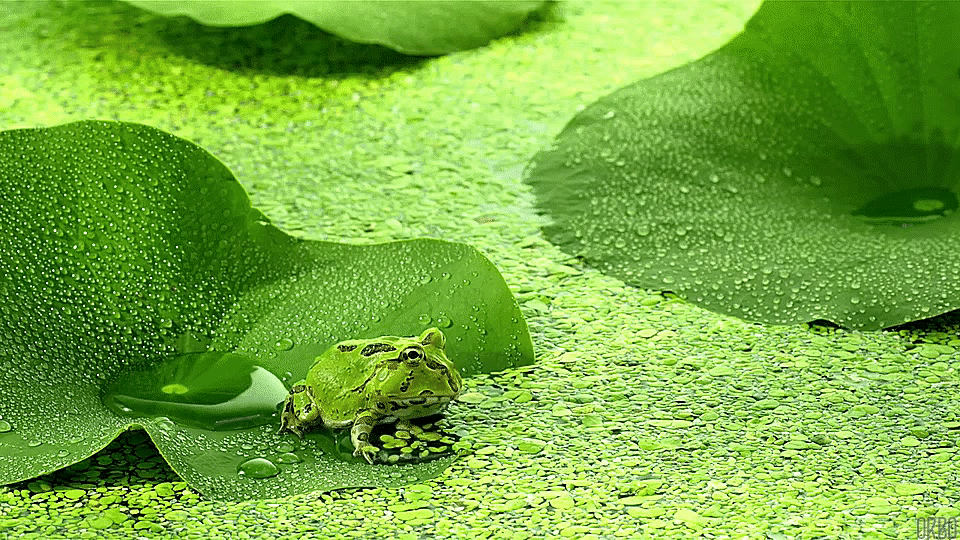 Frog nature pacman GIF.