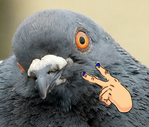 pigeon,see,glare,you,watching,creepy,hands,threat,bird,staring,looking
