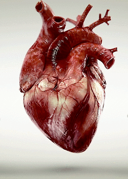 Creepy heart human heart GIF on GIFER - by Conjunius
