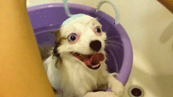shampoo,excited,bath time,dog,eyes,bath,wet,bucket,googly eyes,for fun