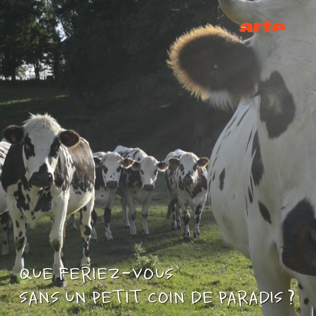 chill,cow,calm,cinemagraph,arte,artefr,operationclimat