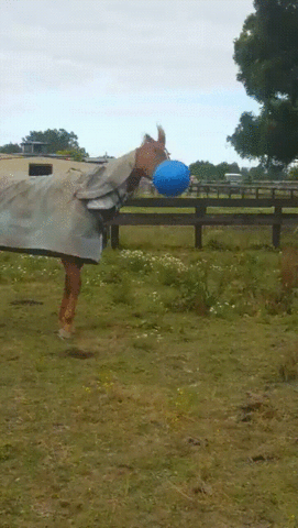 ball,horse,loves