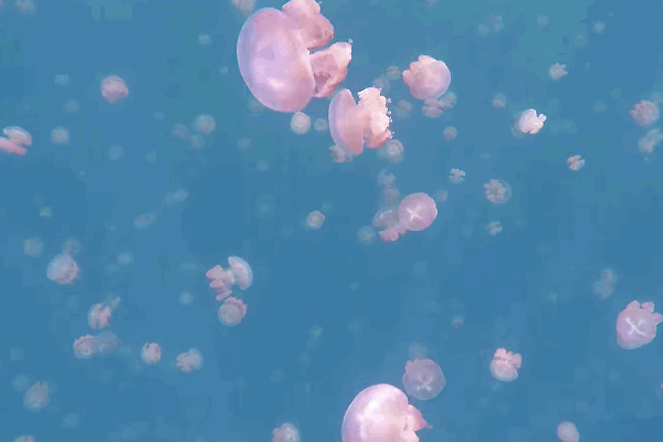 underwater photography,wow,jellyfish,long post,palau,marine invertebrates,south pacific