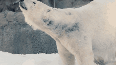 polar bear,animals