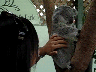 koala,life,goal