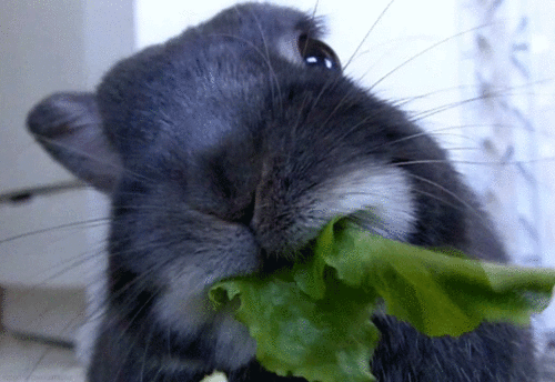 lettuce,munching,loop,rabbit