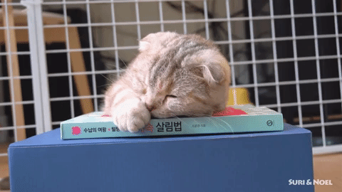 Book cat sleepy GIF.