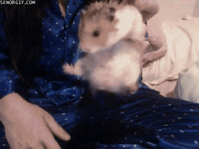 hamster,animals,cute,falling,squee,squeezing,drop out,squirming