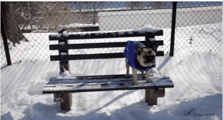 frenchies,bench,hahaha,doggie,love,dog,cute,lol,snow,blue,heart,dogs,puppy,nyc,aww,french bulldog,yaasss,frenchie dog,all by myself,frenchie
