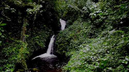 forest,waterfall,green,nature,cinemagraph,beauty,tumblr featured,costarica