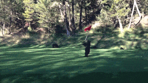 golf,bear,courseas