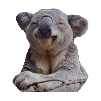 koala,chill,hi,happy,transparent,aaaaa,lol,blessed,blssd,gvo,crrntmd