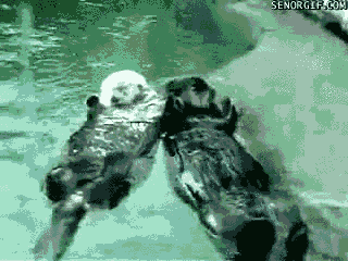 friendship,otter,hands,survival,holding,love,cute,animals,otters,cute love