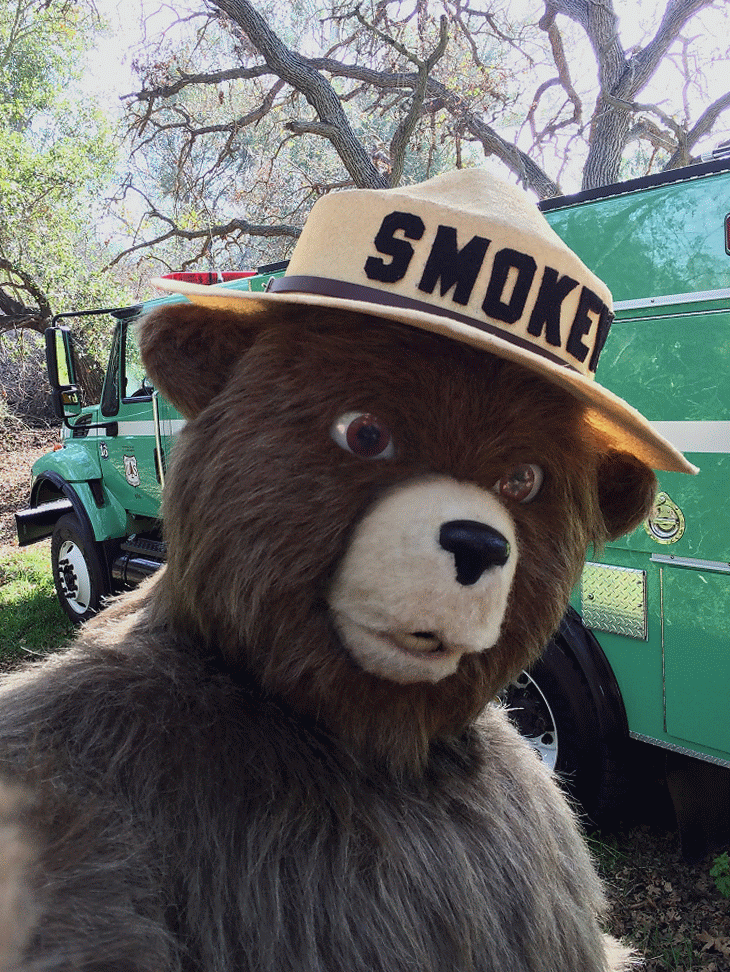 Smokey bear животные медведь гифка.