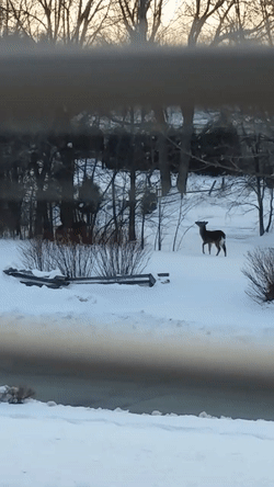 deer,interesting,caught,legs,hind