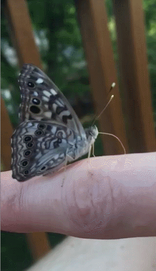 little,finger,butterfly,freaks,motiontaken