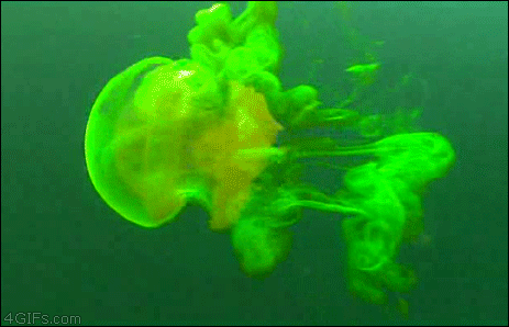 jellyfish,fluorescent