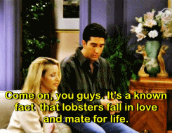friends,lobster,phoebe lobster,friends tv,phoebe