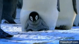walking,baby,animals being jerks,penguin