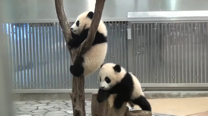panda,tree,animals being jerks,panda bear,climbing