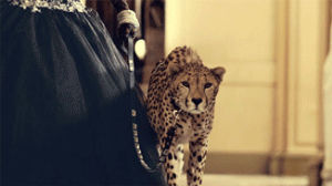 animals,cheetah,prowl,following,i want it