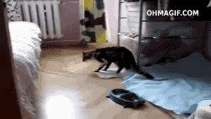 funny,fail,cat,animals,drunk,bed,jumping