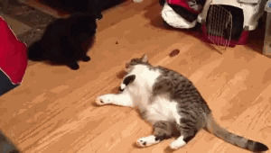 fat cat