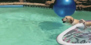 dog,puppy,pool,swimming,surfs
