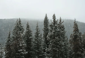 snow,trees,wiggle,snowing