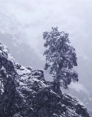 nature,snow,winter
