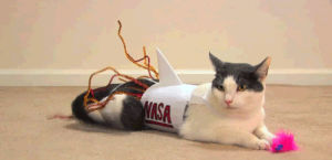 cat,funny,cute,nasa,playing,silly,rocket,decoration,custome,swinging tail