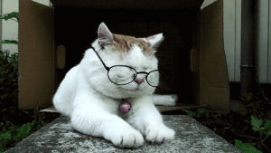 study,studying,cat,school,work,tired,glasses,over it