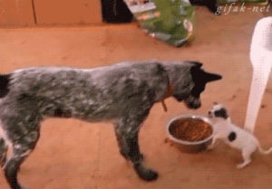 dog,food,puppy,big,from,bowl,defend