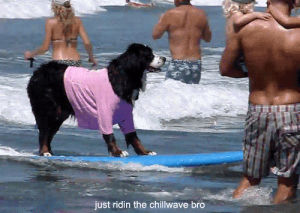 surfing,amazing,dog,sports