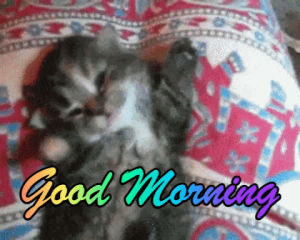 good morning,morning,stretching,kitten
