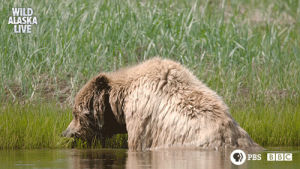 bear,grizzly bear,bears,beaver,cute,animals,bbc,bbc one,wildlife,alaska,alaska live,black bear,brown bear