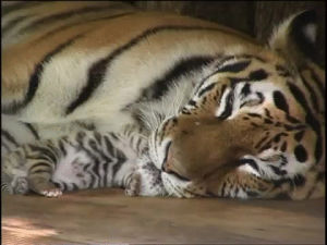 tiger,newborn