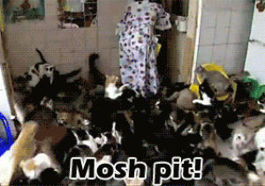 mosh pit,cat,fail,wtf,crazy,funny picture