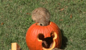 animal halloween,cute,animals,meerkat,halloween animals,punkin