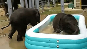 elephant,baby,pool