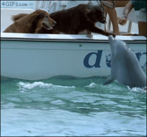 dolphin,kiss,cute,dog,animals