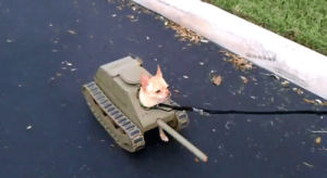 tank,dog