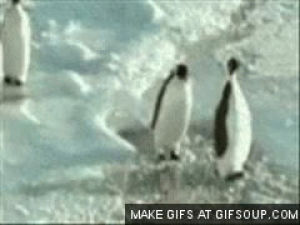 penguin,animals,animal