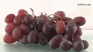 time,lapse,grapes,raisins