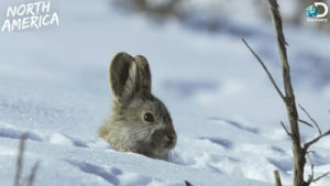 survival,rabbit,weasel,tv,television,animals,nature,animal,snow,series,bunny,discovery channel,discovery,documentary,tv series,natural,chase,predator,north america,northamerica,great basin