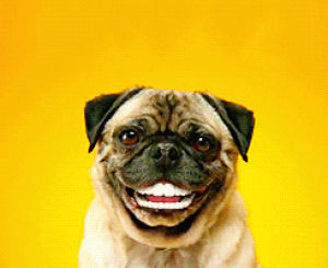 smiling,dog,blinking,ad,animals