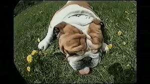 bulldog,dog,cute,roll over,afv