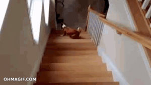 funny,dog,animals,fail,weird,watching,hilarious,stairs,reverse,climbing,n00b