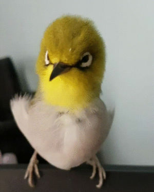 qtip,adorable,bird,massage