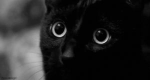 moving,cat,animals,black and white,wow,beautiful,bw,nodding
